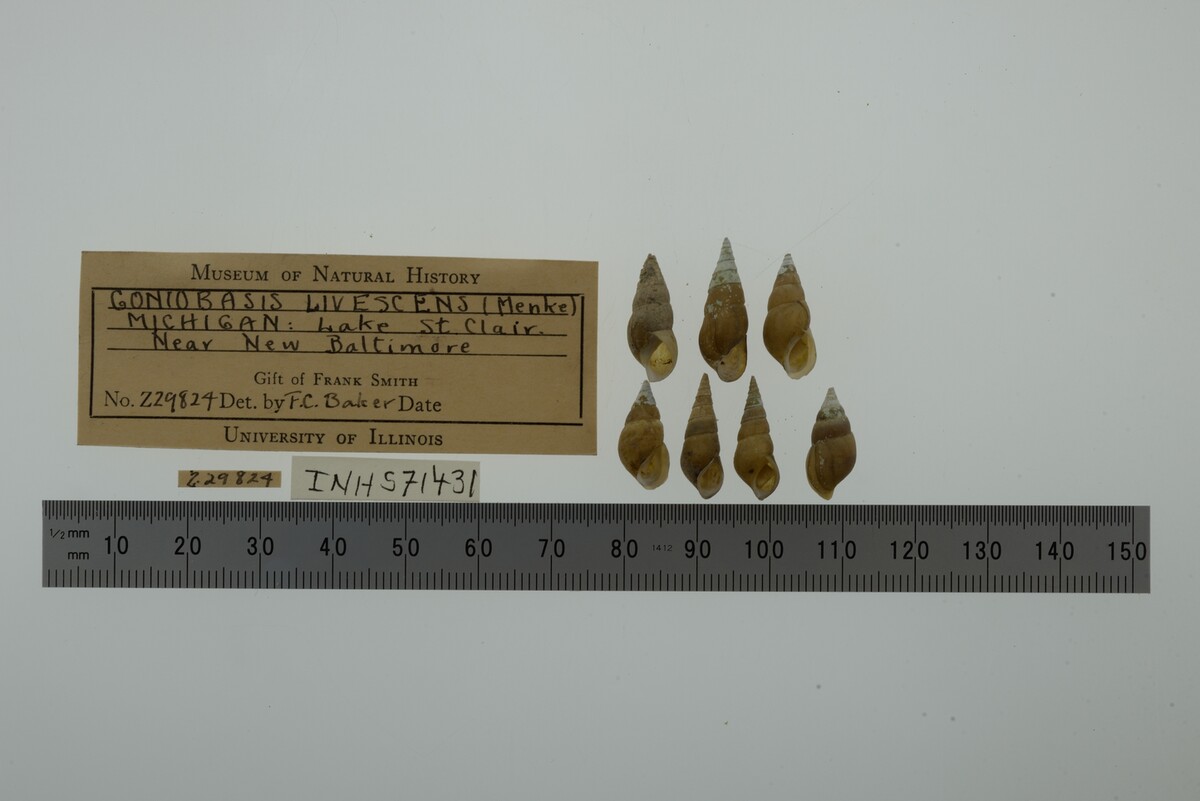 Elimia livescens image