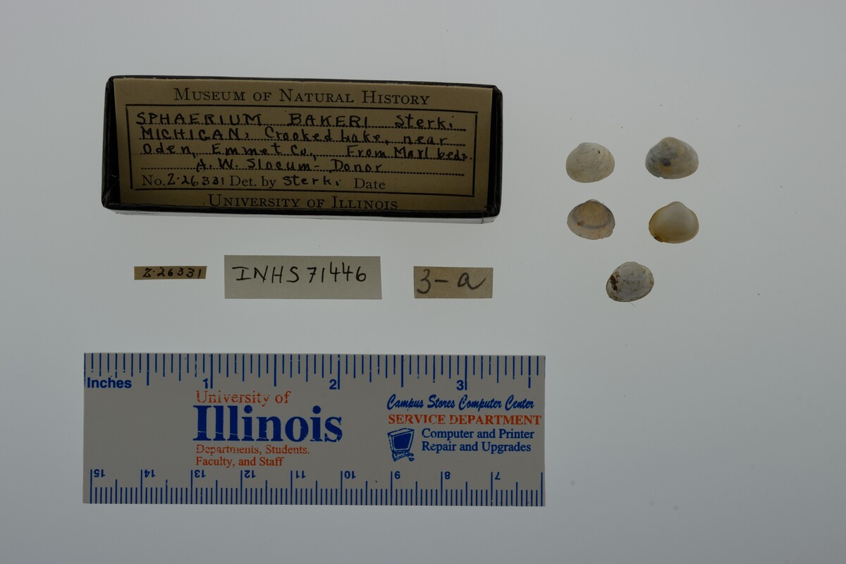 Sphaerium striatinum image