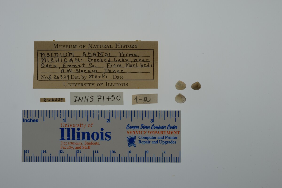 Pisidium adamsi image