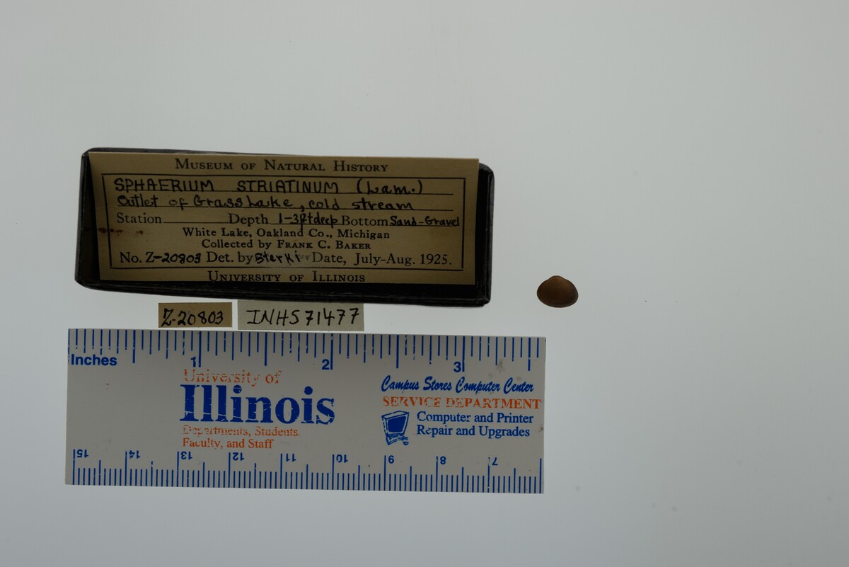 Sphaerium striatinum image