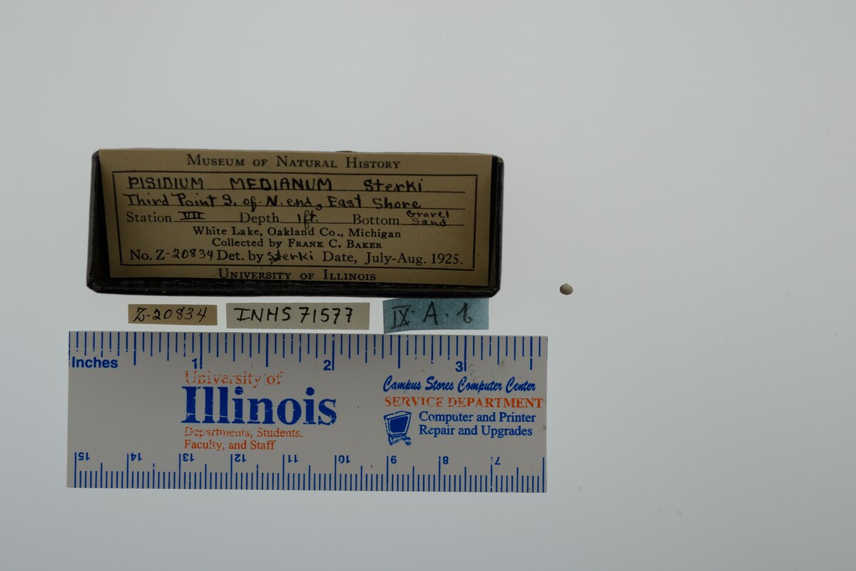 Pisidium ferrugineum image