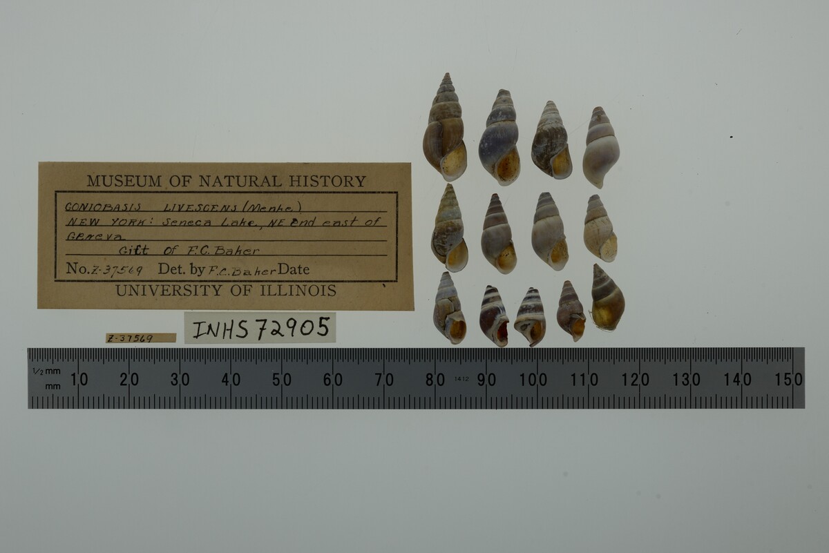 Elimia livescens image