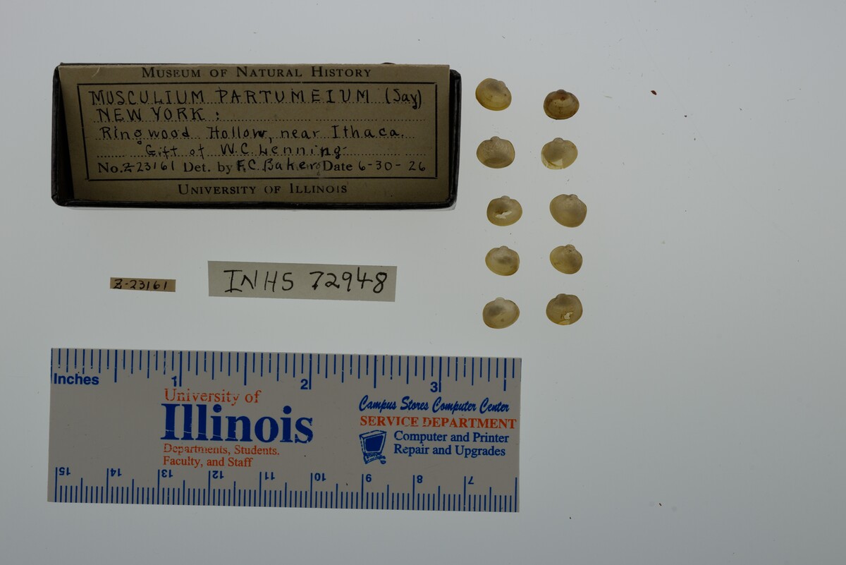 Musculium partumeium image