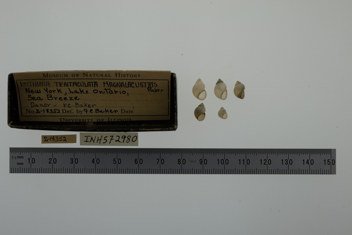 Bithyniidae image