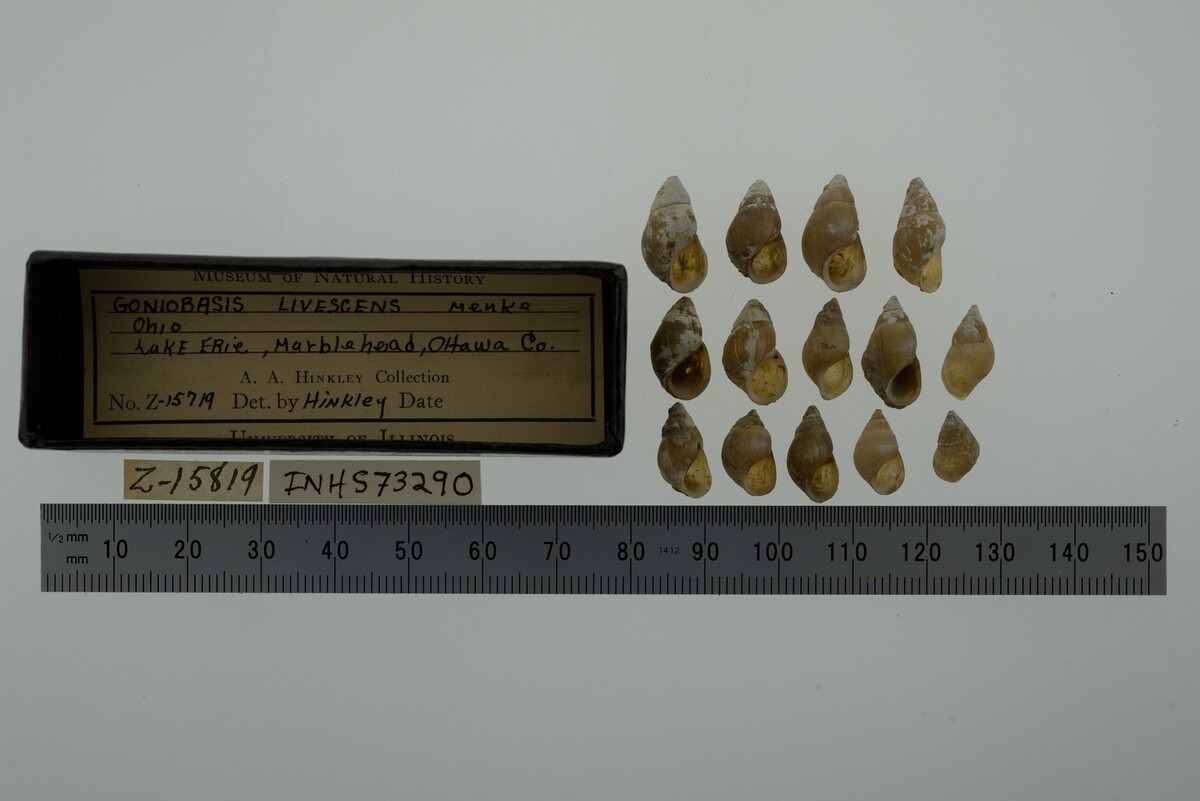 Elimia livescens image