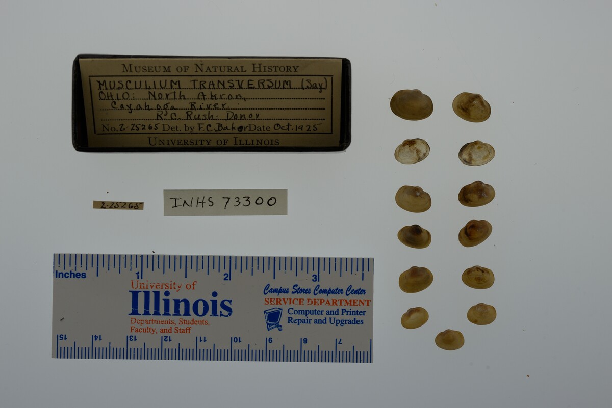 Musculium transversum image