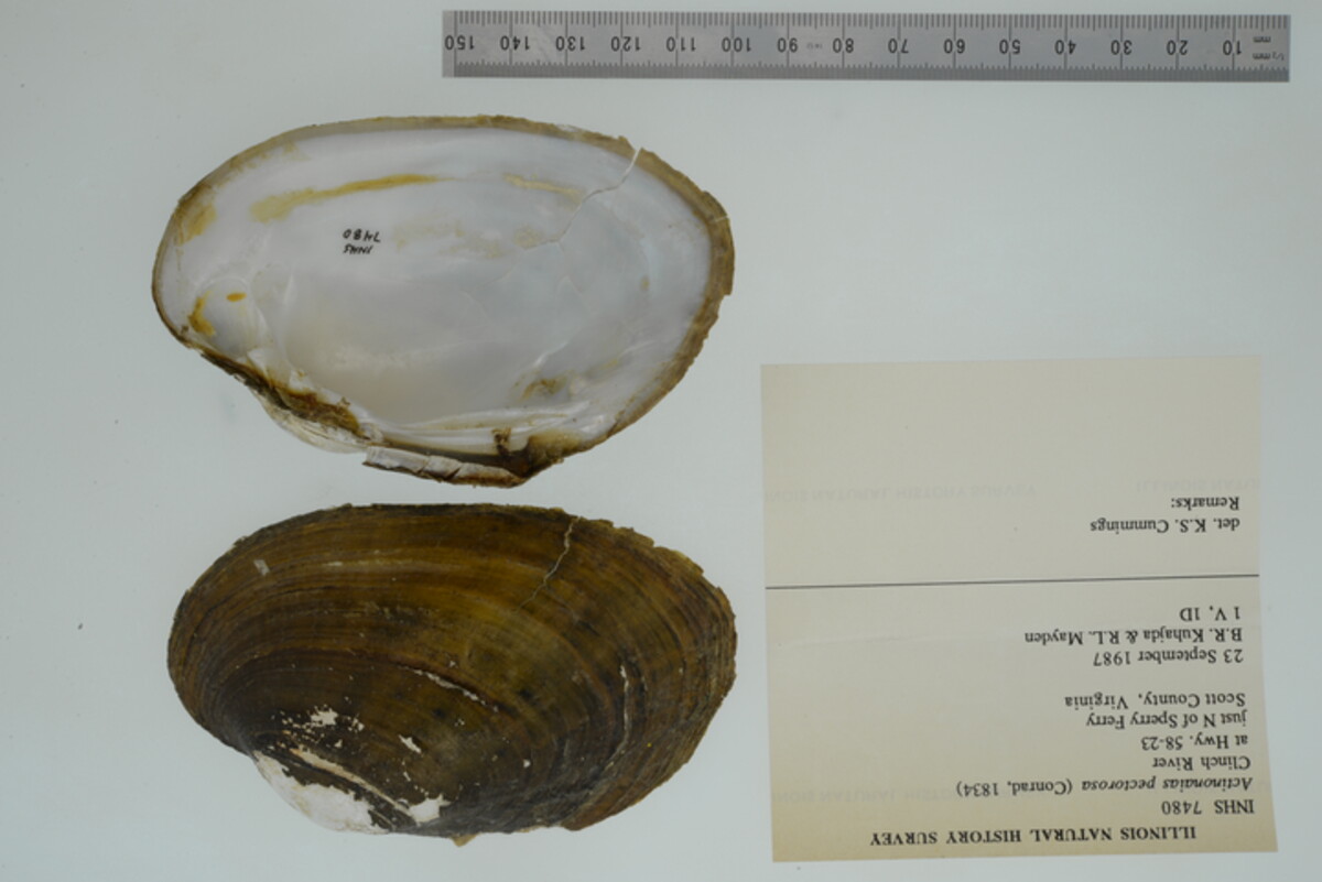 Ortmanniana pectorosa image