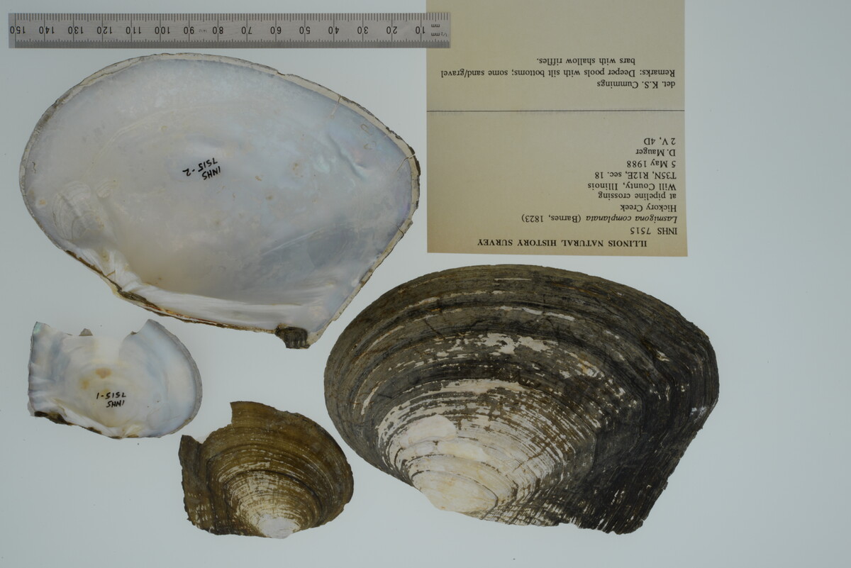 Lasmigona complanata image