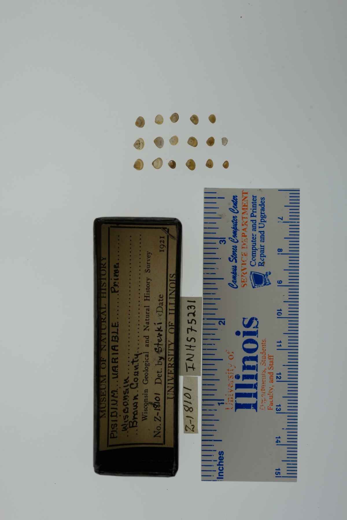 Pisidium variabile image