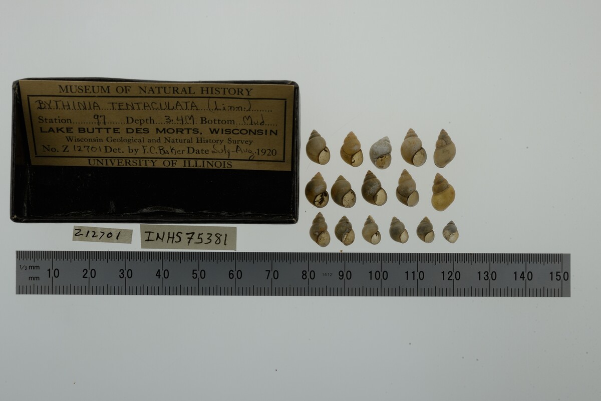 Bithynia tentaculata image