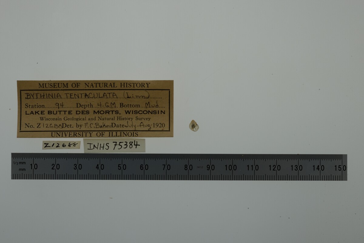 Bithynia tentaculata image