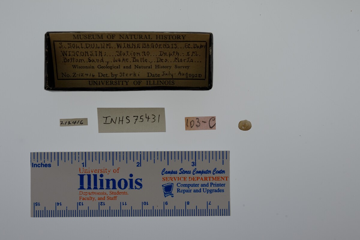Sphaerium striatinum image