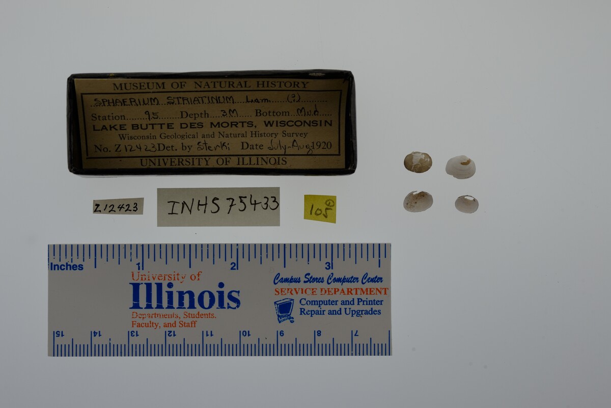 Sphaerium striatinum image