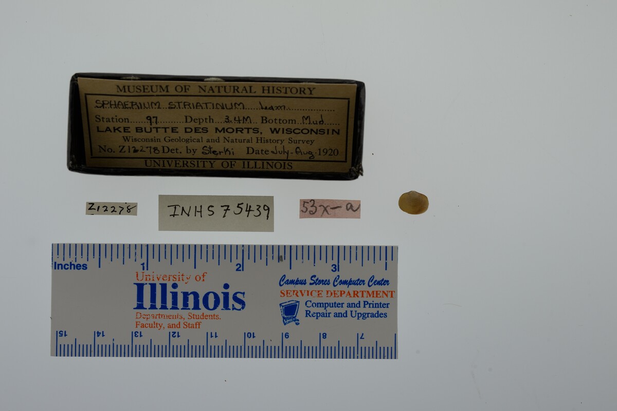 Sphaerium striatinum image