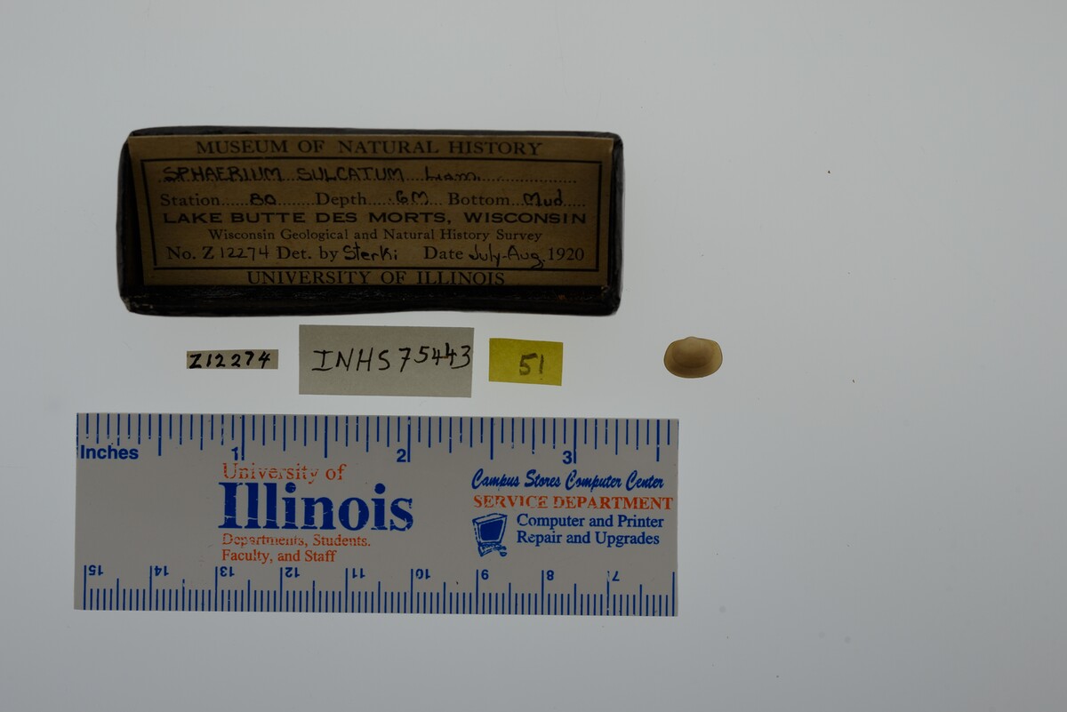 Sphaerium simile image