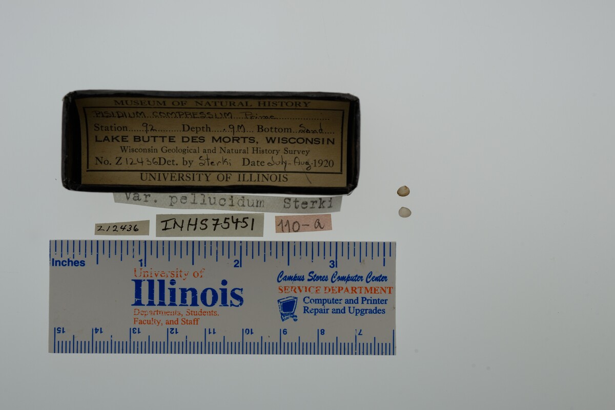 Pisidium compressum image