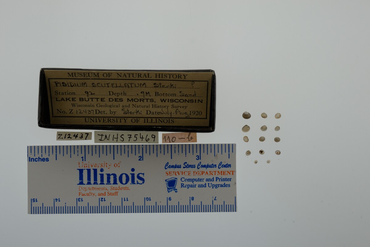 Pisidium lilljeborgi image