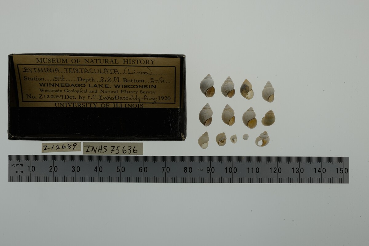 Bithynia tentaculata image