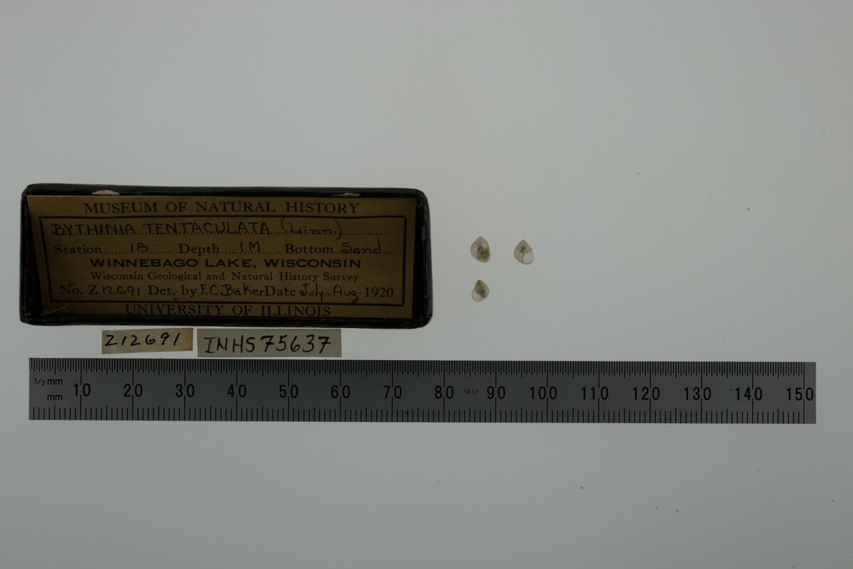 Bithynia tentaculata image