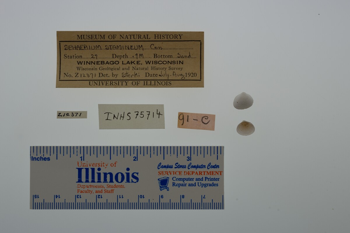 Sphaerium striatinum image