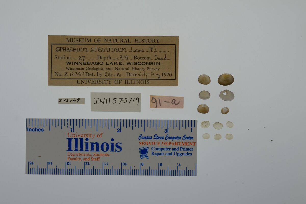 Sphaerium striatinum image