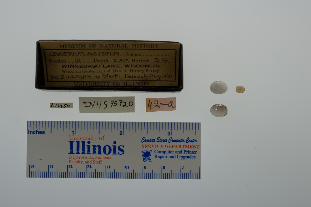 Sphaerium image