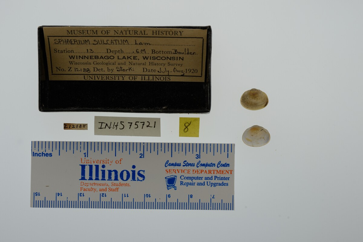 Sphaerium simile image