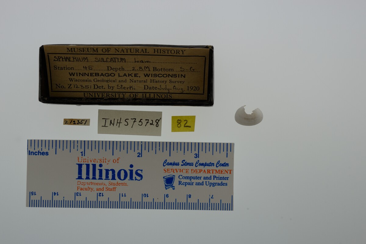 Sphaerium simile image