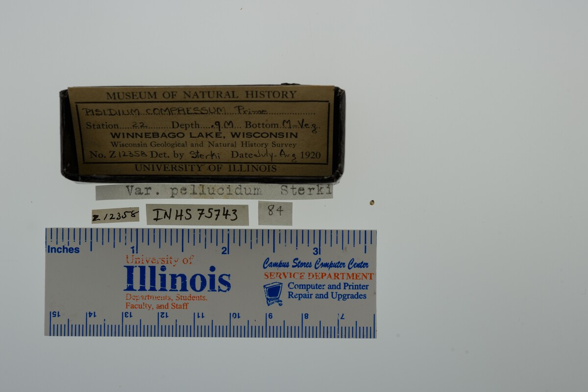 Pisidium compressum image