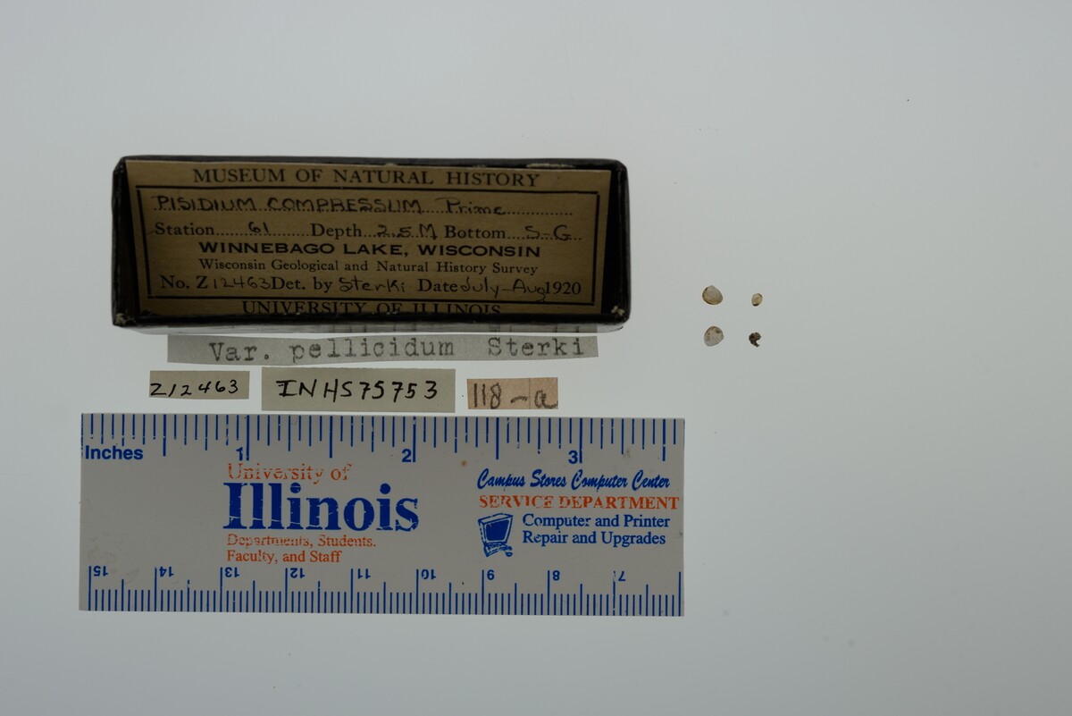 Pisidium compressum image