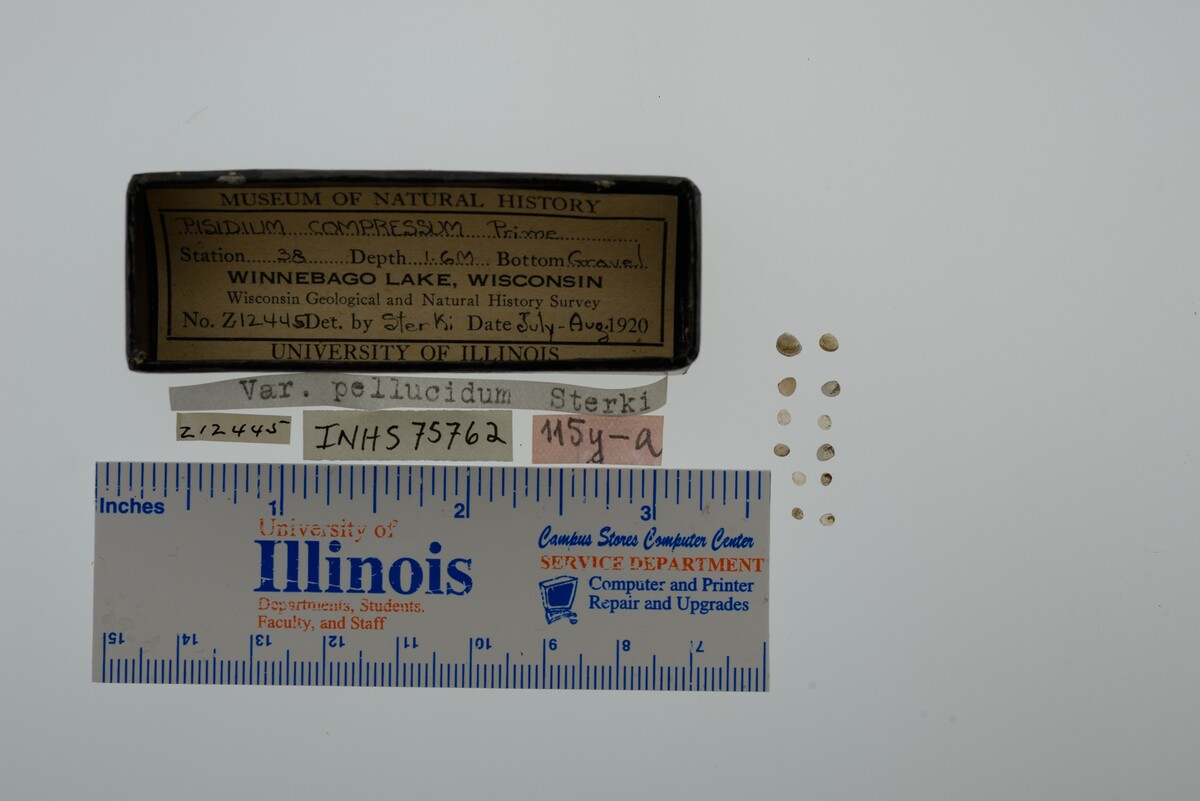 Pisidium compressum image