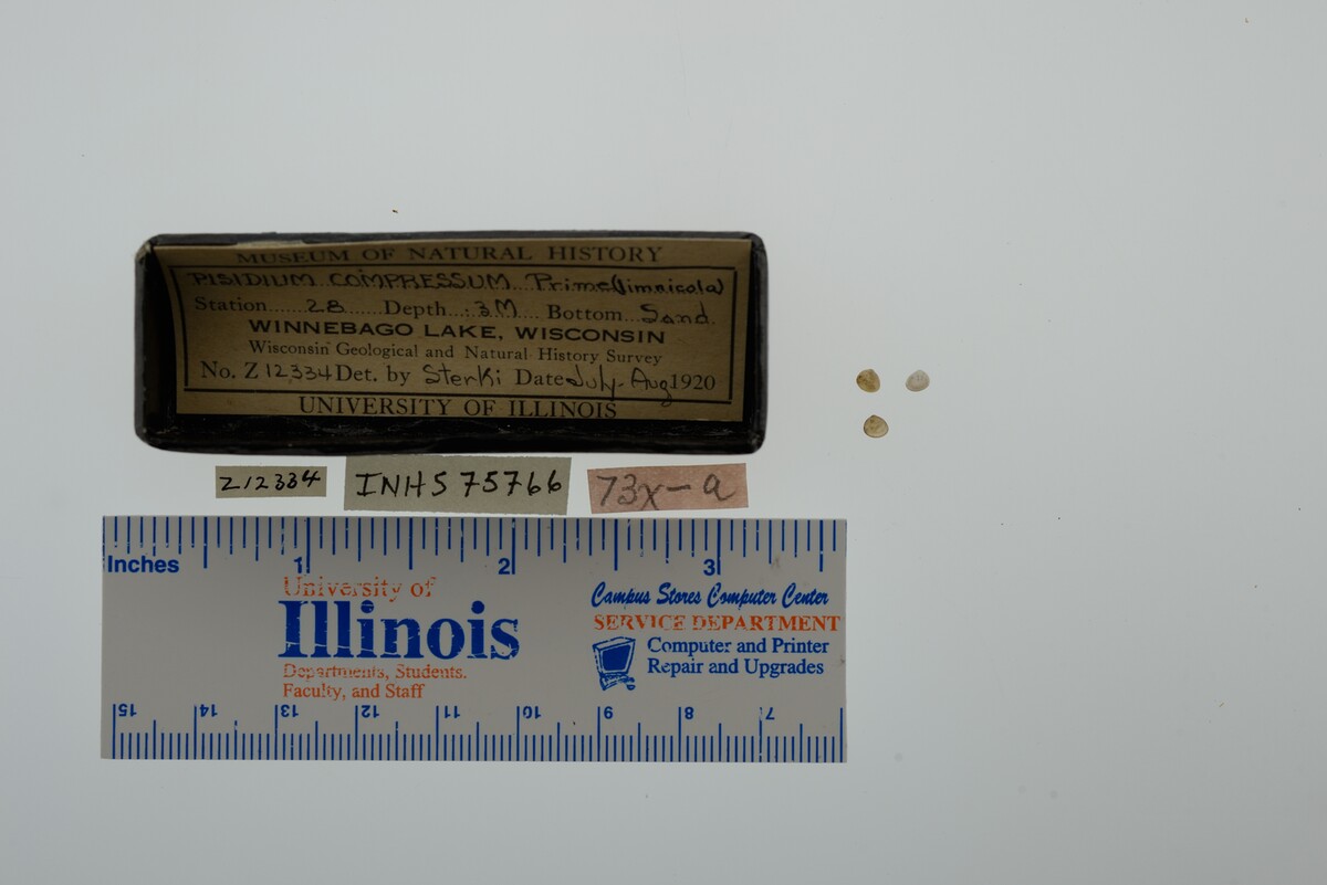 Pisidium compressum image