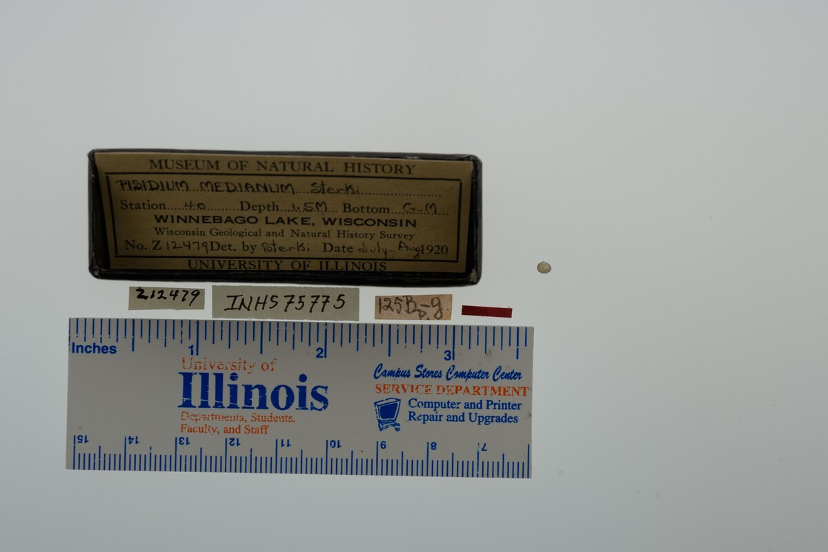 Pisidium ferrugineum image