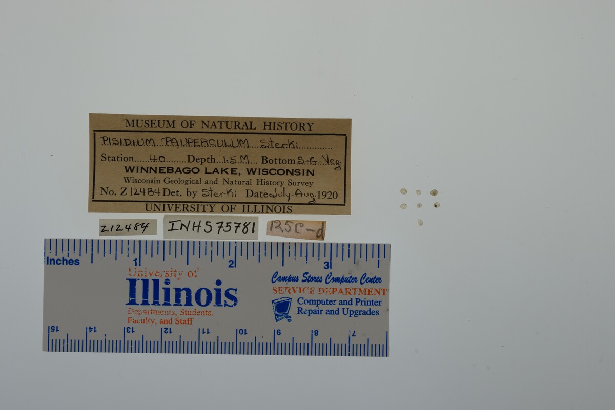 Pisidium nitidum image