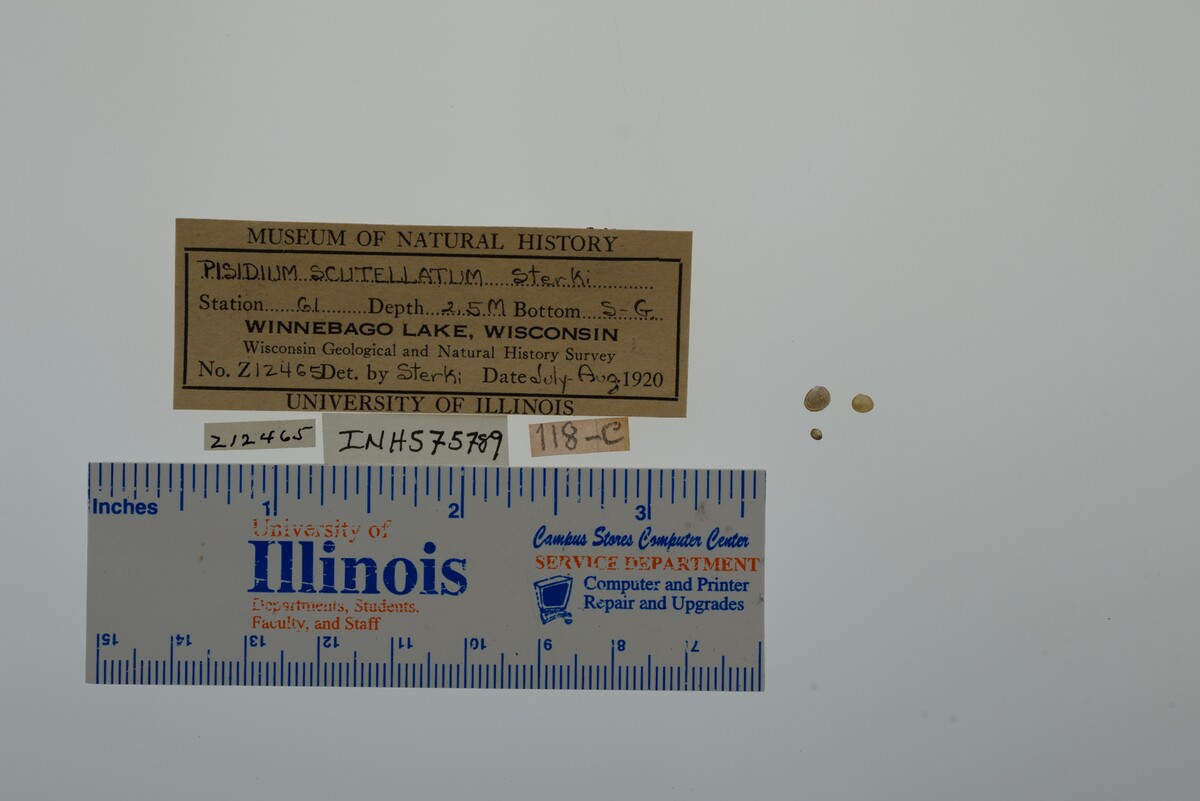 Pisidium image