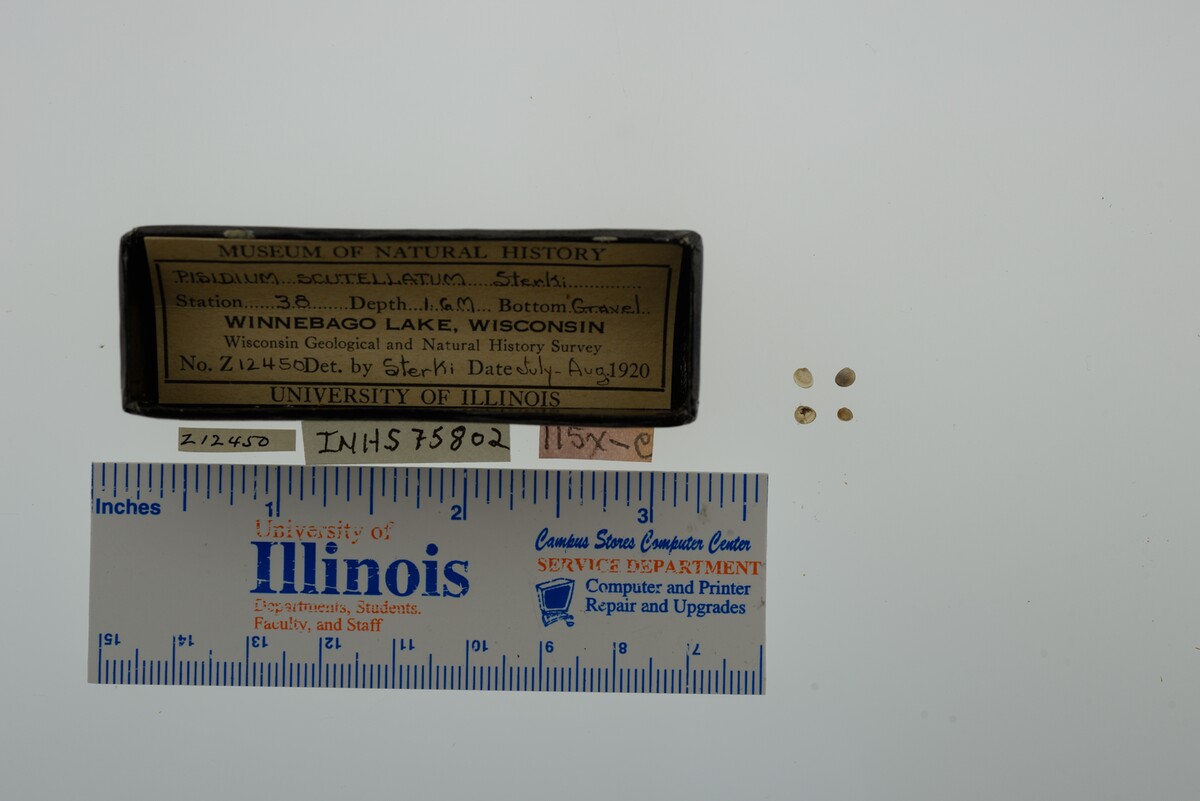 Pisidium lilljeborgi image