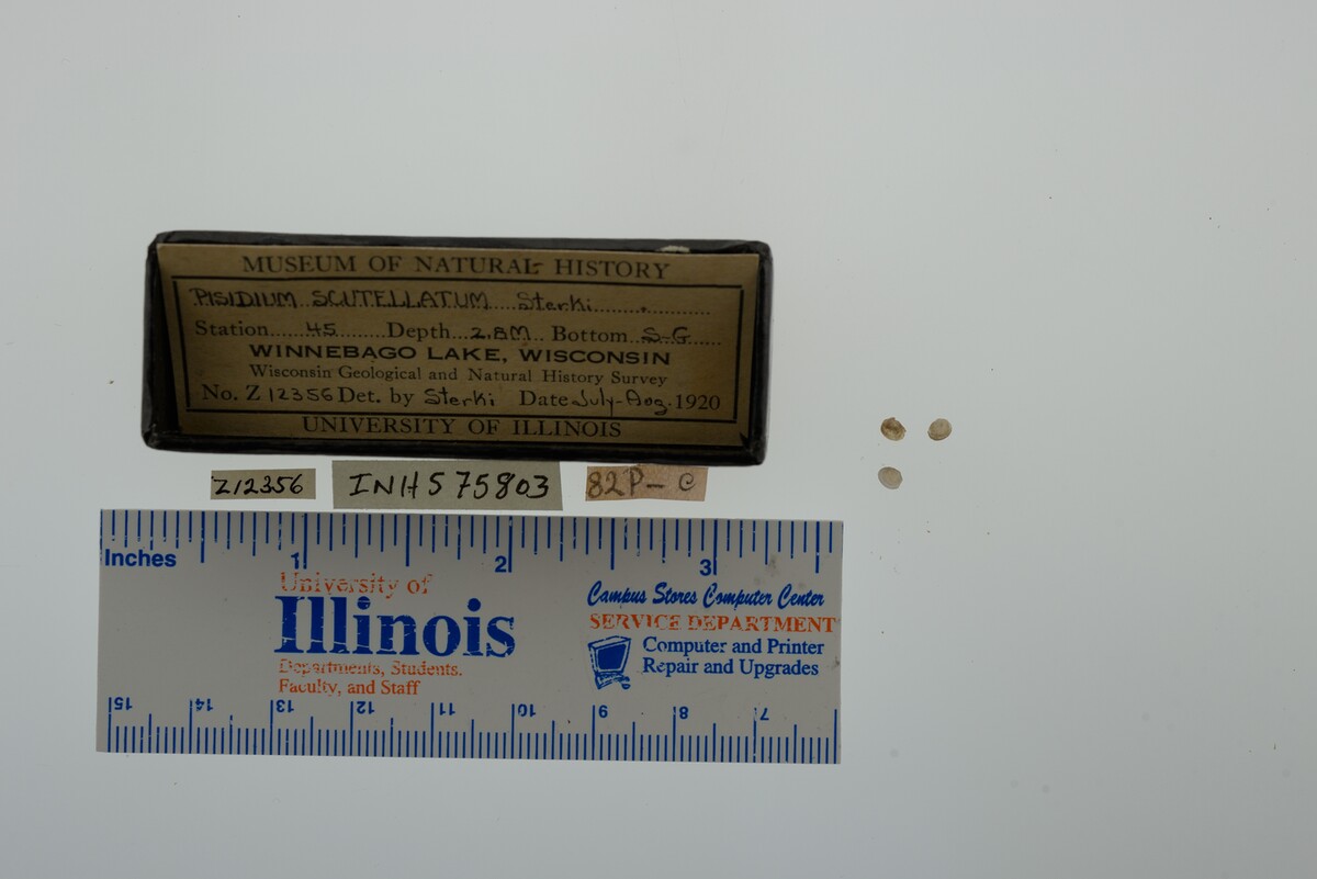 Pisidium lilljeborgi image