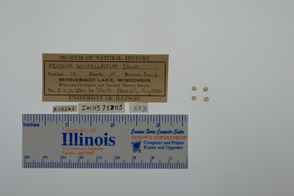 Pisidium lilljeborgi image