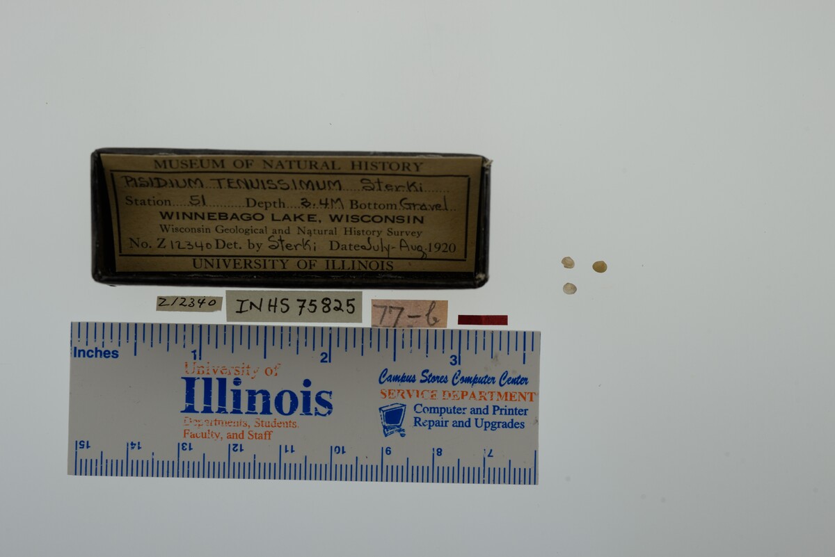 Pisidium nitidum image