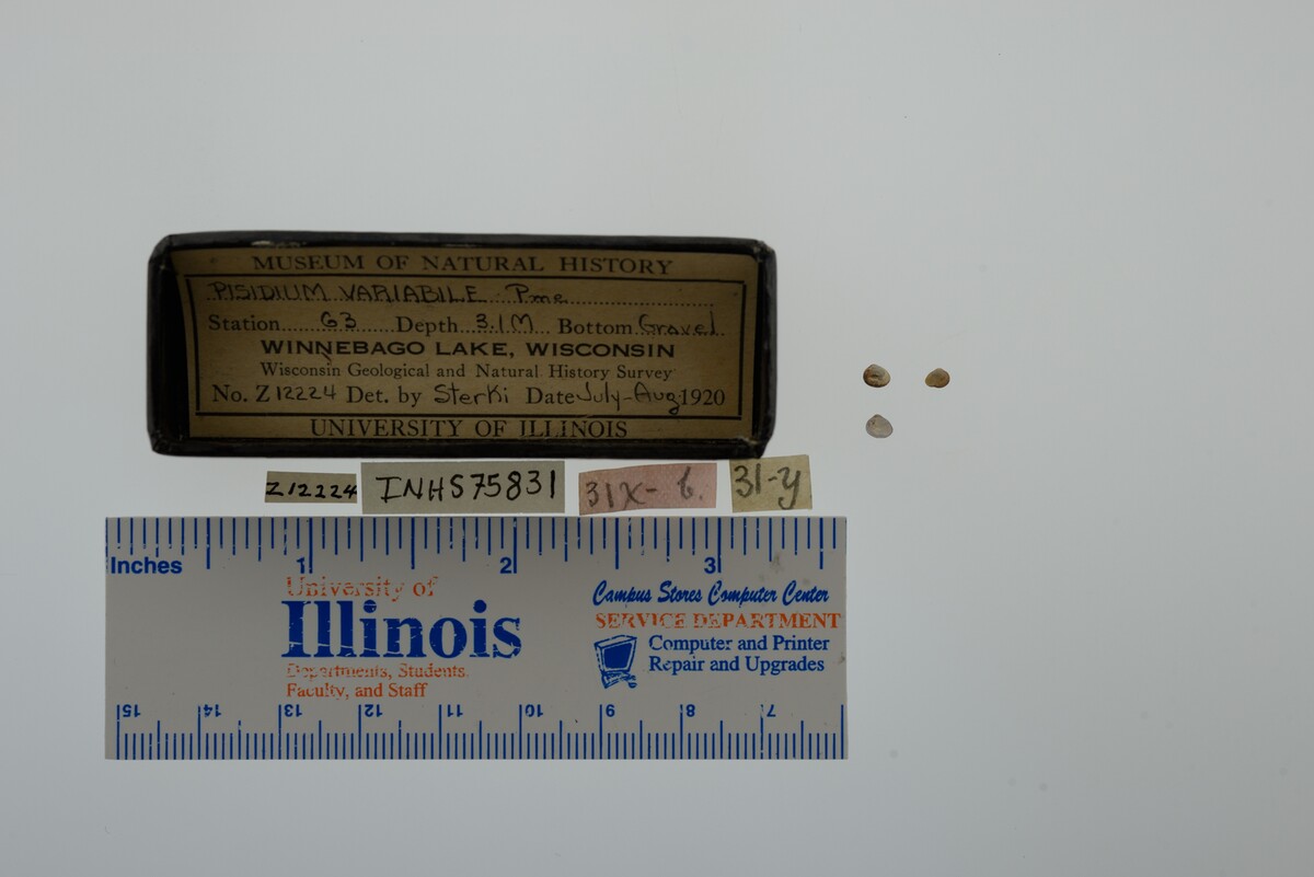 Pisidium variabile image