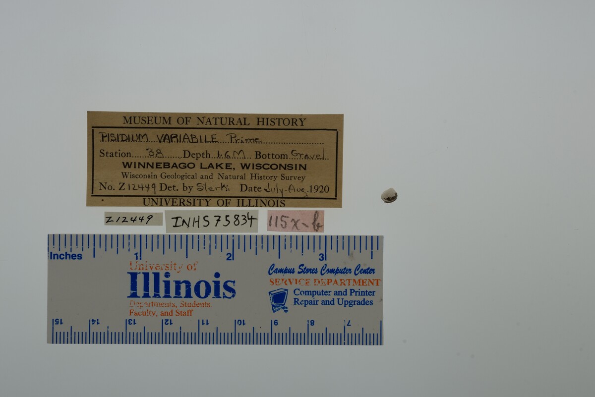 Pisidium variabile image