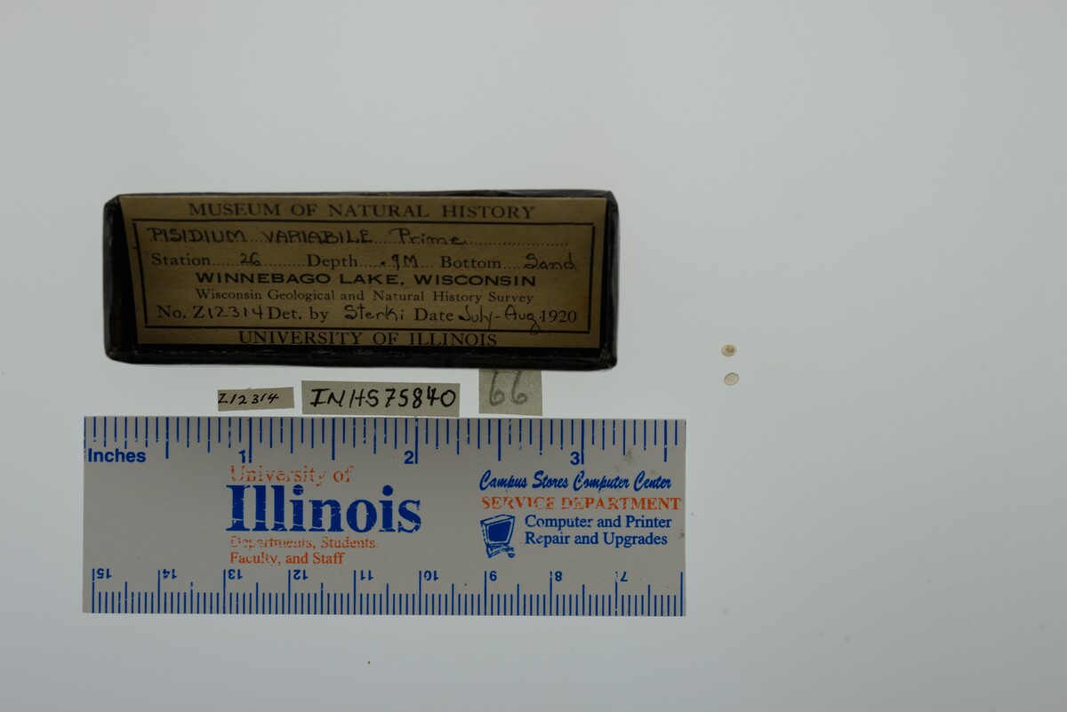 Pisidiidae image
