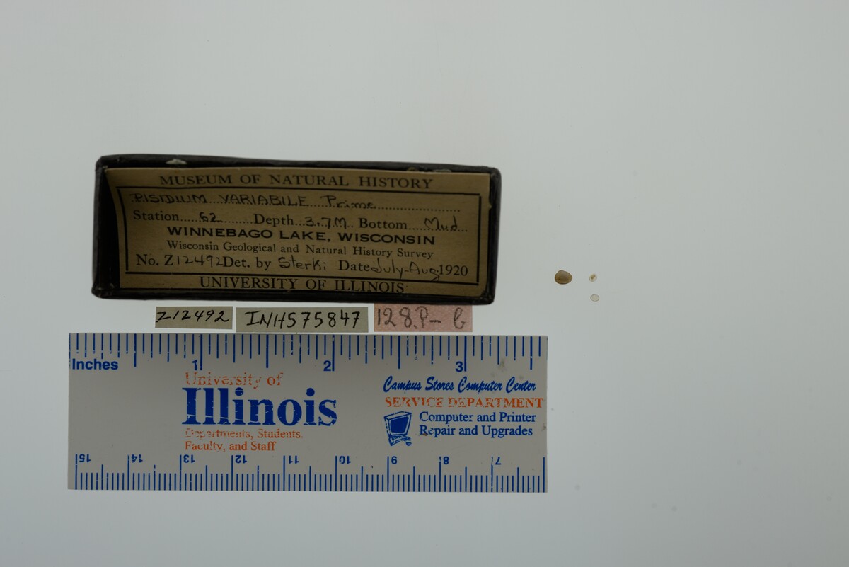 Pisidium variabile image