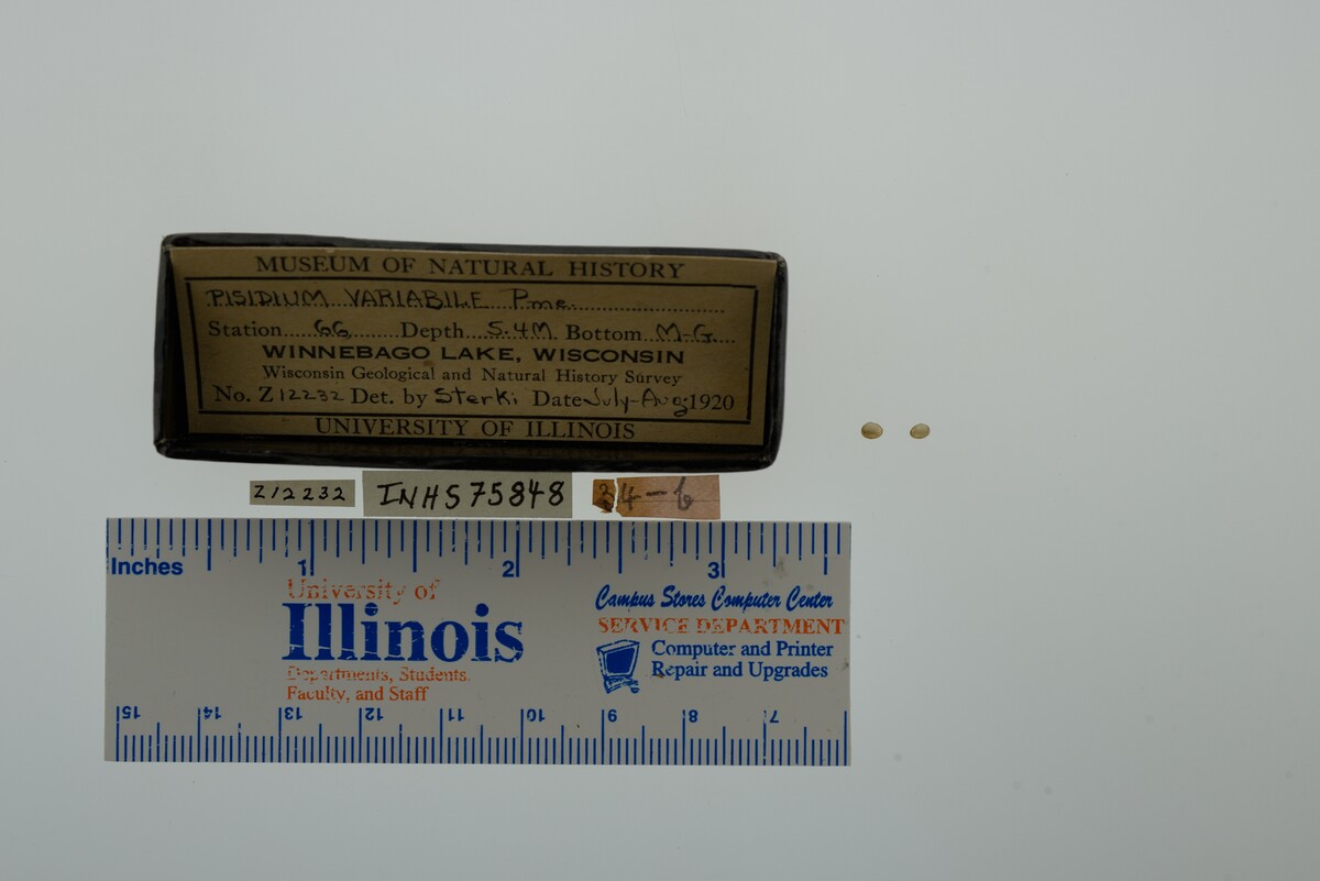 Pisidium variabile image
