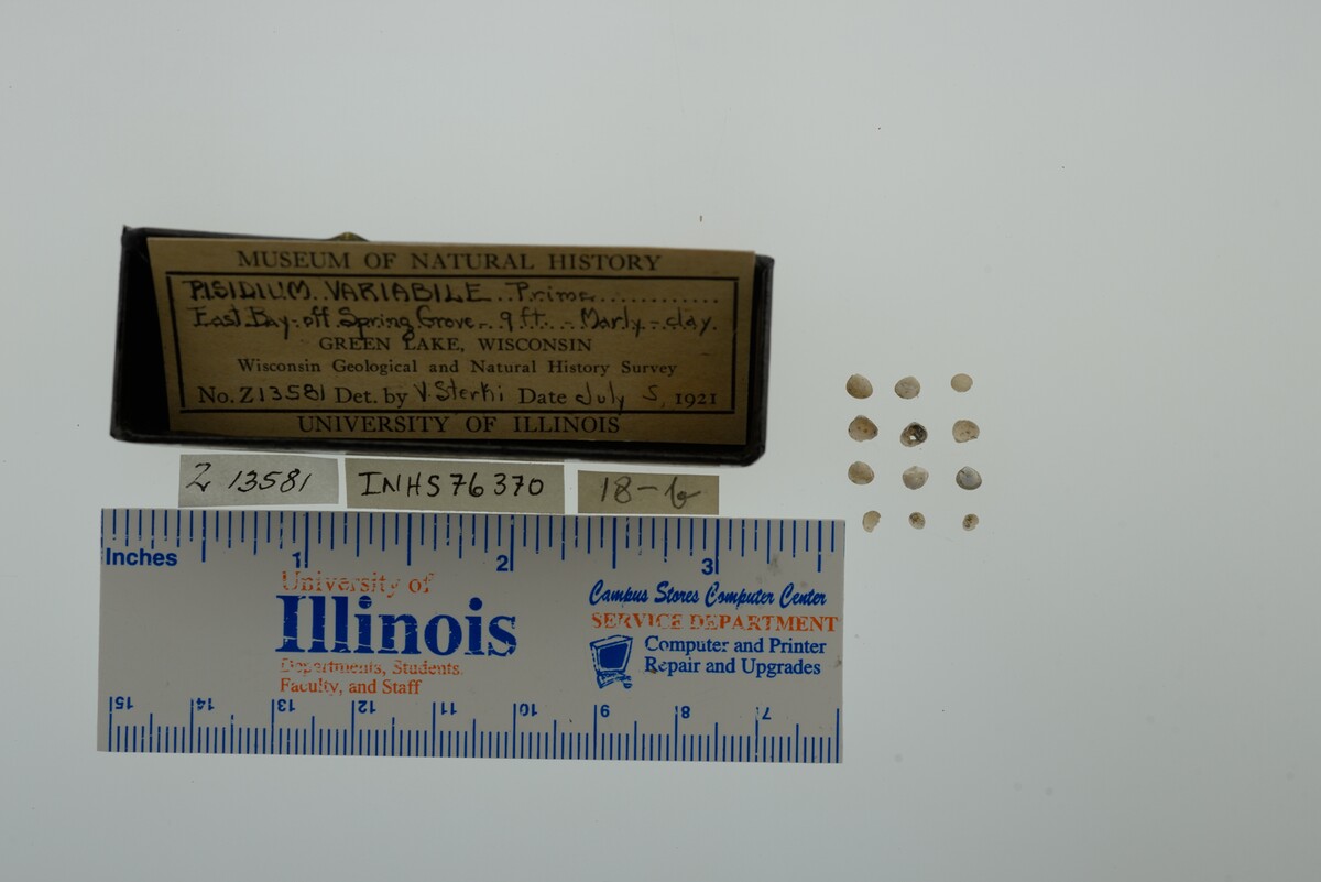 Pisidium variabile image