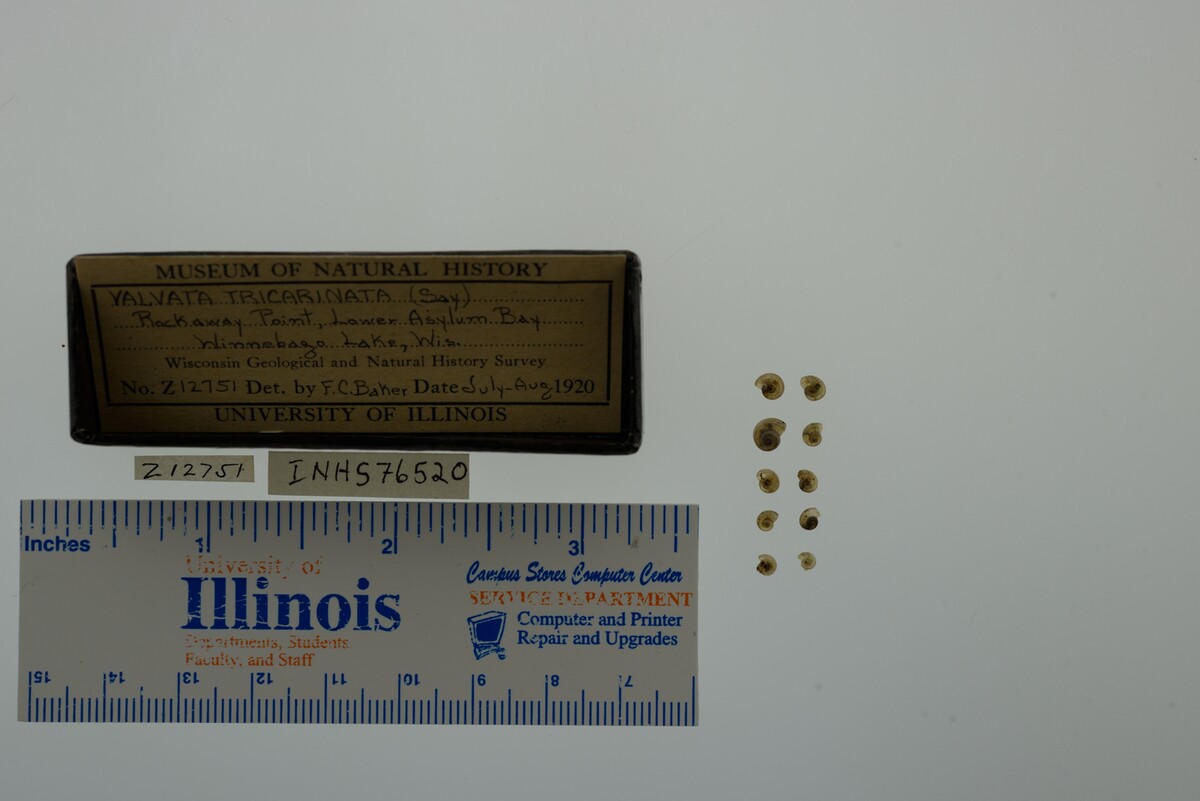 Valvata tricarinata image