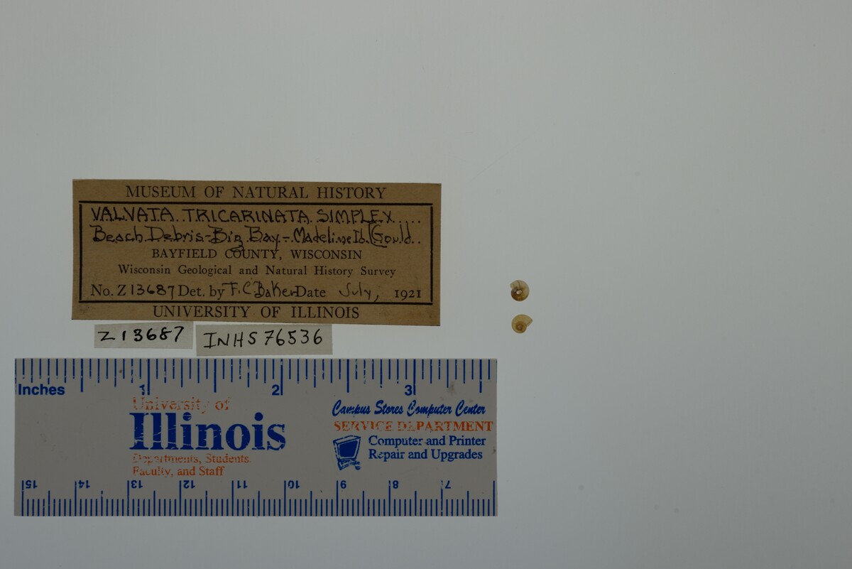 Valvata tricarinata image