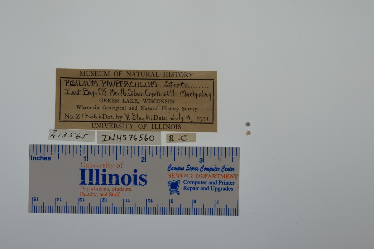 Pisidium nitidum image