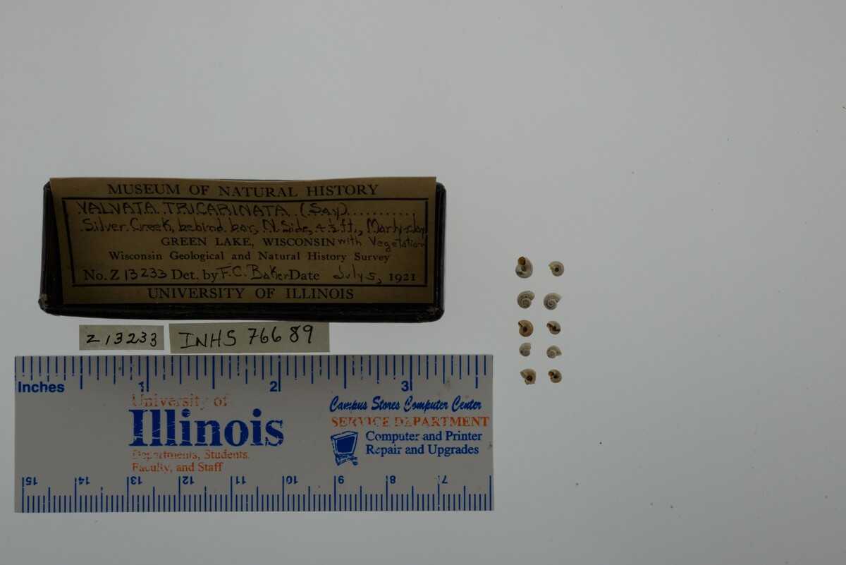 Valvata tricarinata image