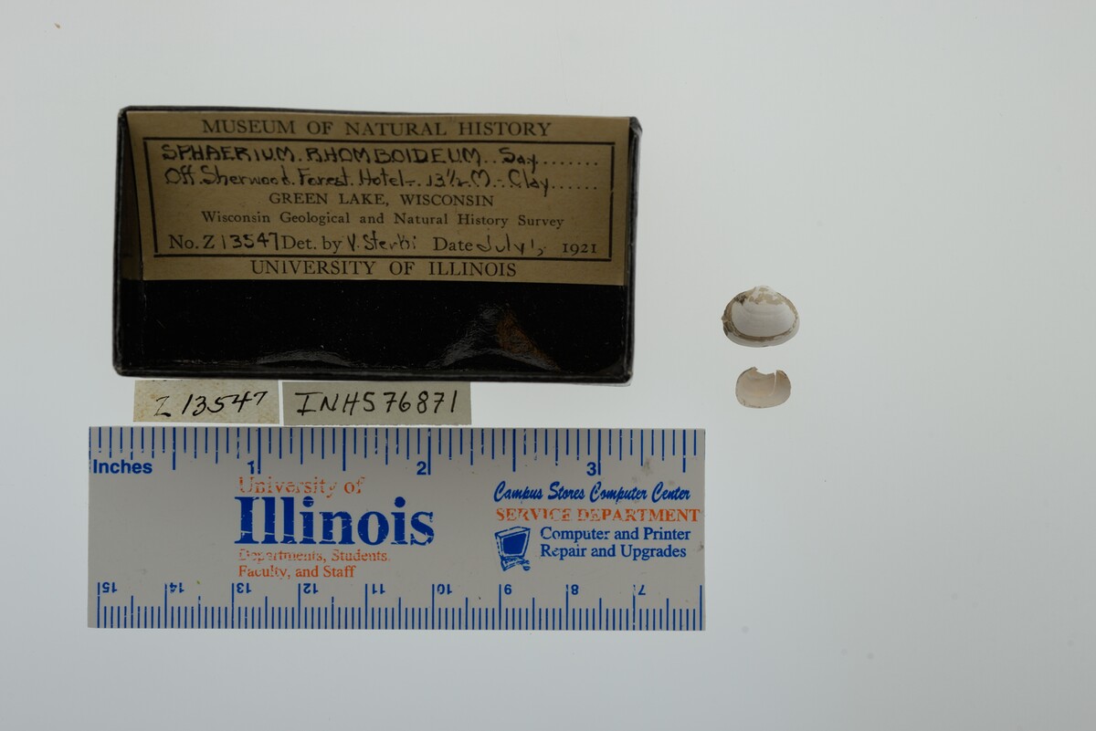 Sphaerium rhomboideum image